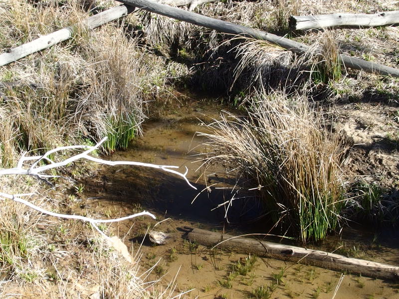 Small pool at Hopi Spring