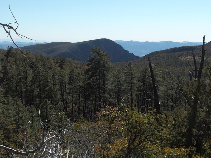 Looking down on the pines around Horse Camp Seep