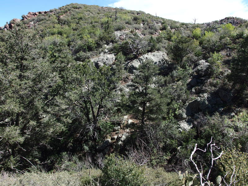 Some lush growth below a spring