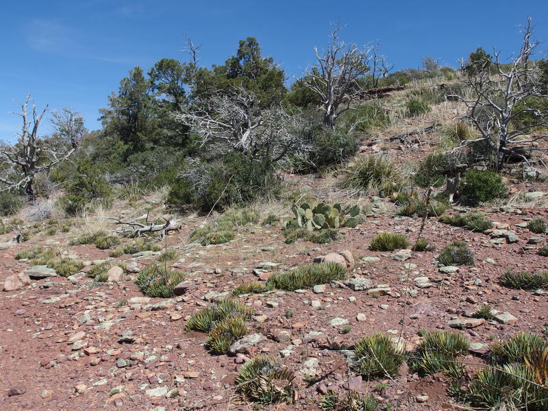 Cactus, trees, and shin-stabbers on the hillside