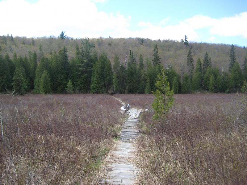 Easy path across the swamp