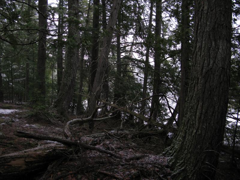 Big cedars along the shoreline