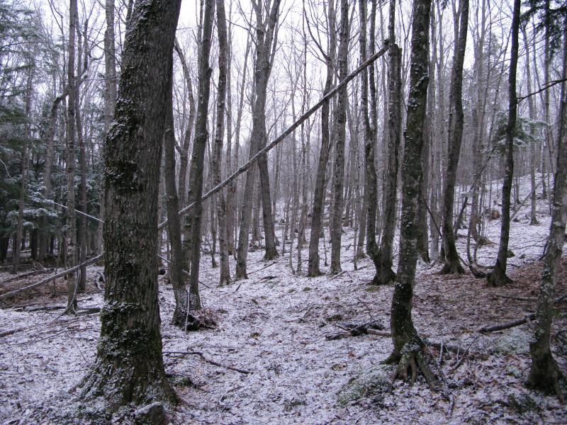 Fresh spring snow in the woods