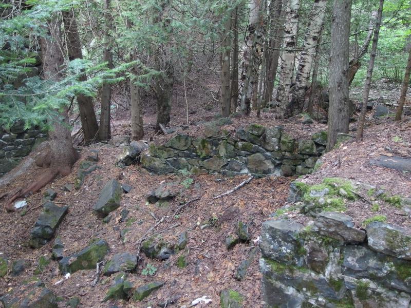 Old foundations growing from the forest floor