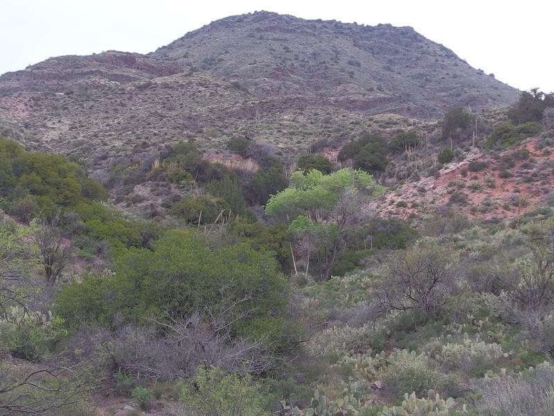 Promising growth along the dry spring