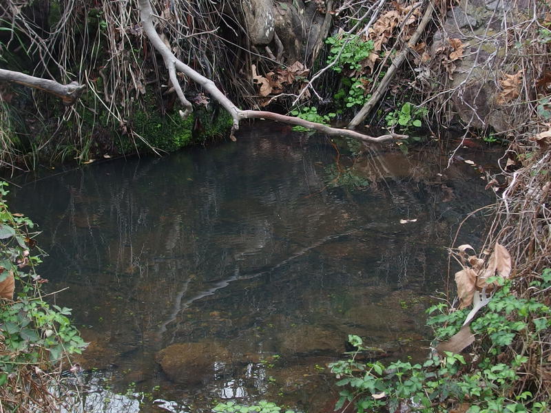 The small, welcome pool at Club Springs