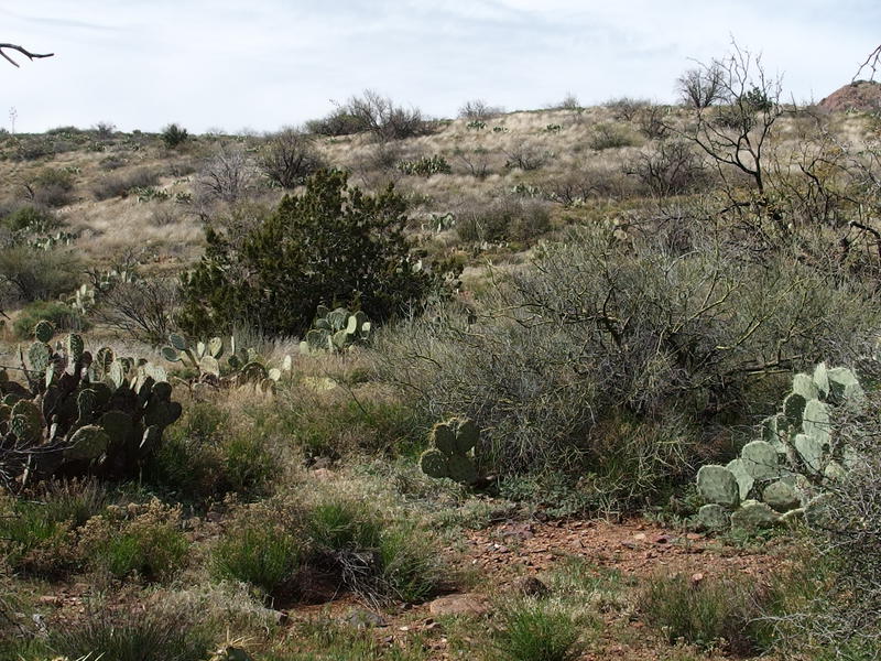 Prickly cacti, brush, and rocky ground