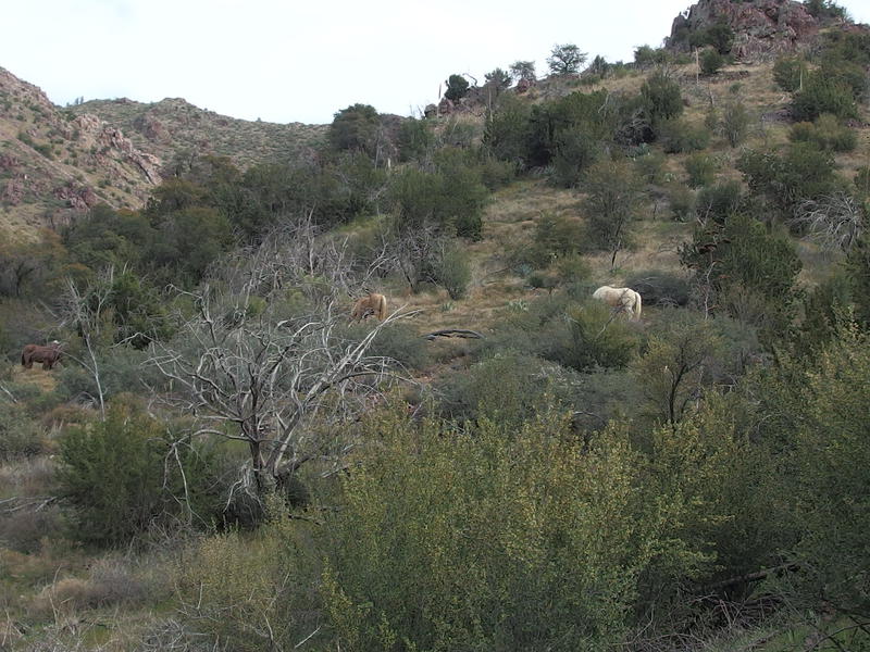 A handful of horses roaming free