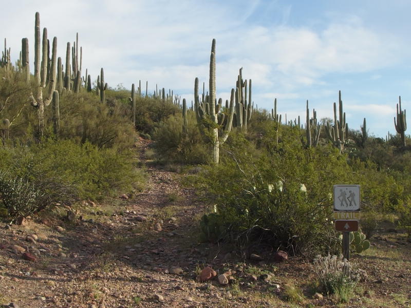 An old, rocky track leading up