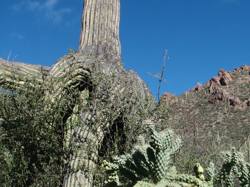 Sometimes saguaros forget how to grow