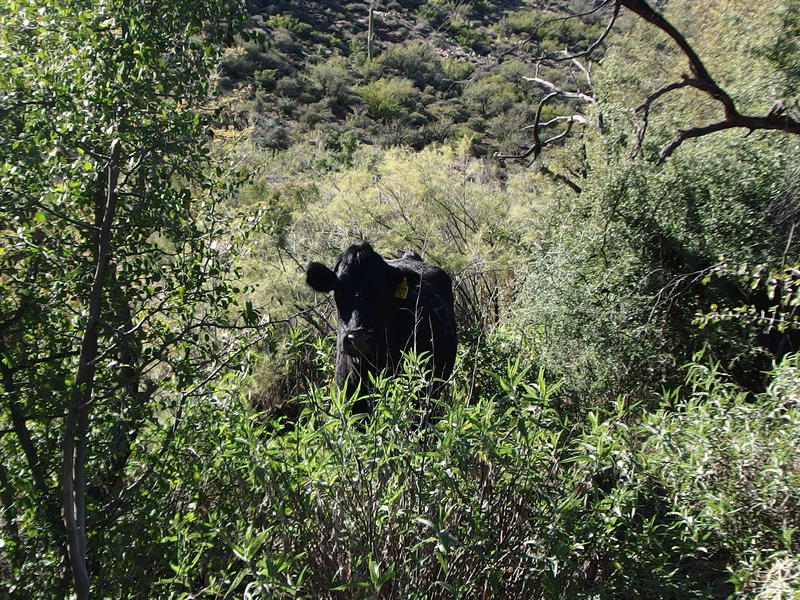 A challenger on the trail