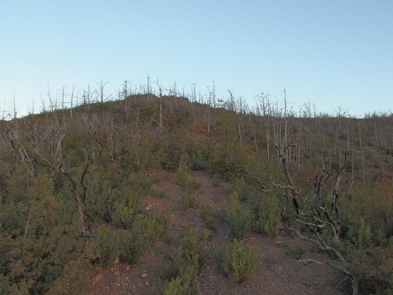 Charred section of trail