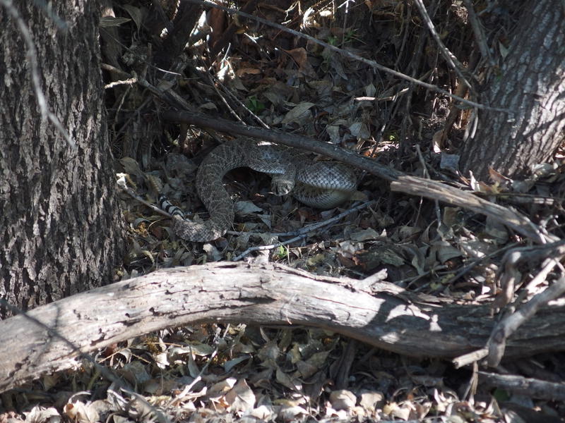 A friendly watcher over Sears TH Spring