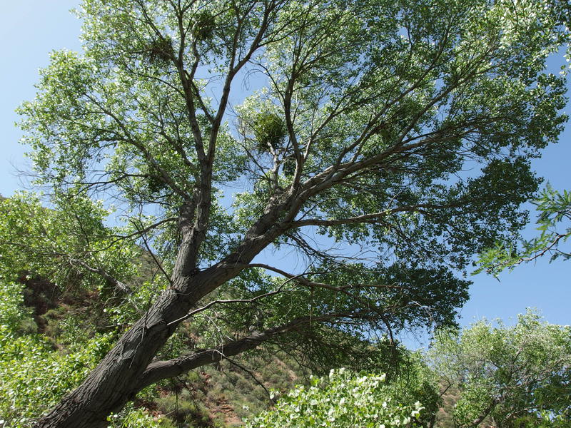 Huge sycamore rising above the desert creek