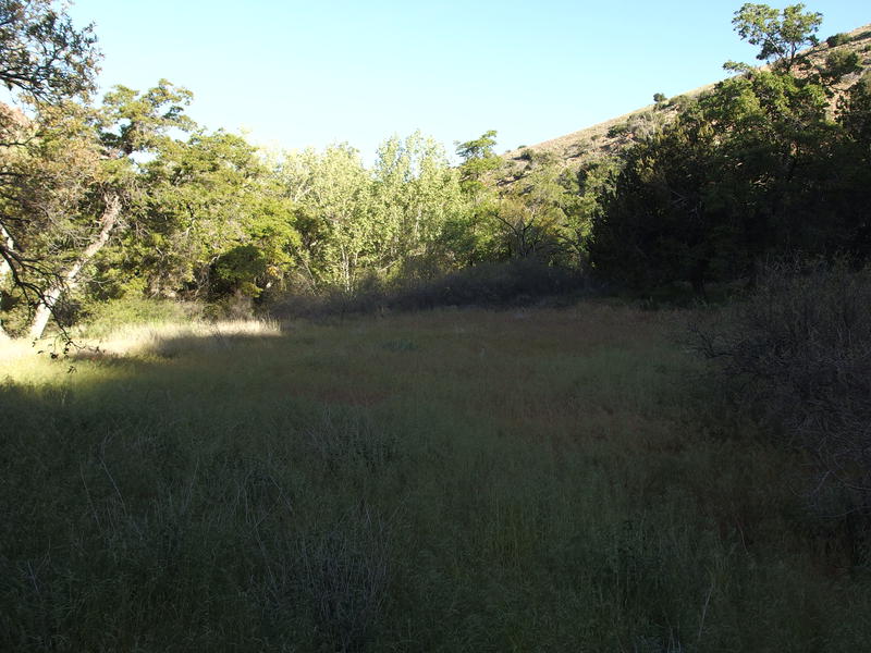 Large, grassy flats along Sheep Creek