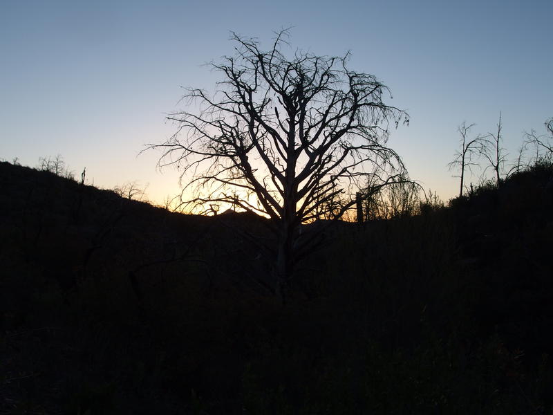 Mazatzal sunrise, reminders of the wildfire