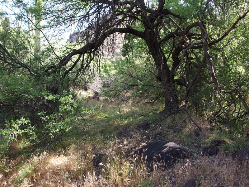 Shade and cairns along the creek