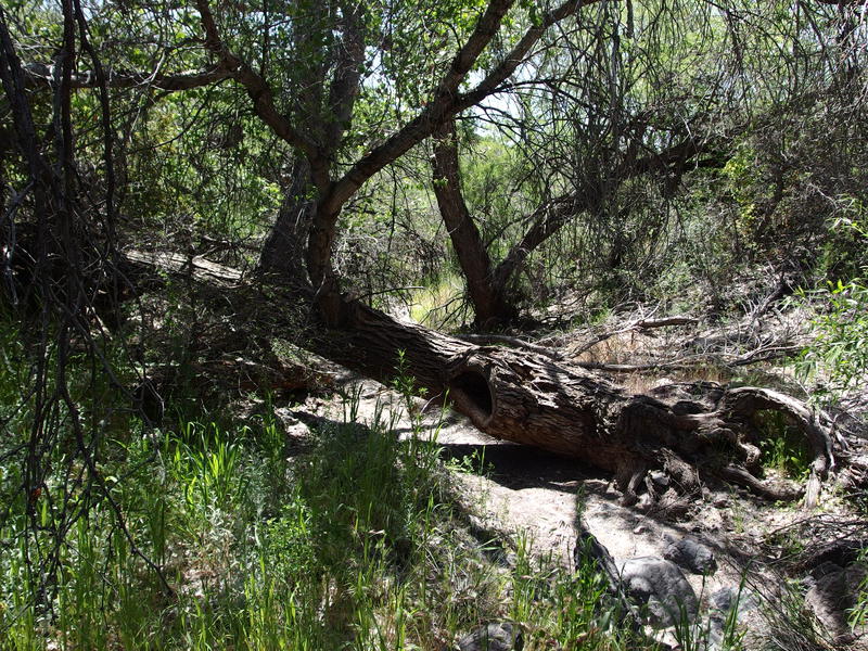 Shade in the unnamed wash