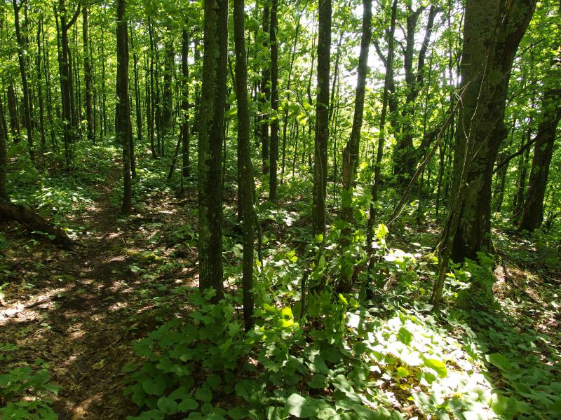 Sun shining onto the small trail