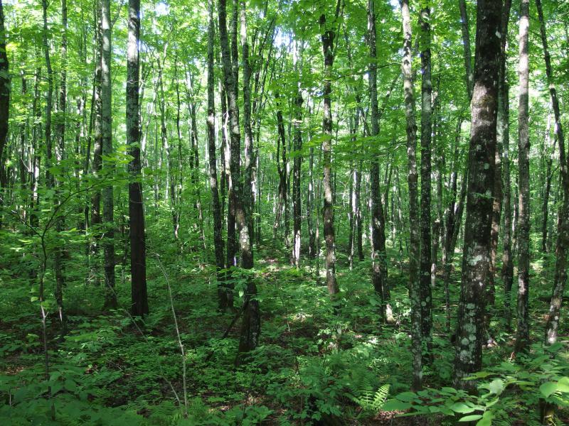 Sun-speckled forest south of Old Victoria