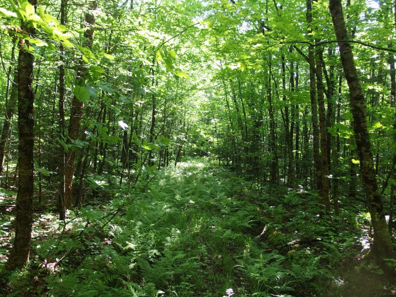 Mushy, overgrown track through the woods
