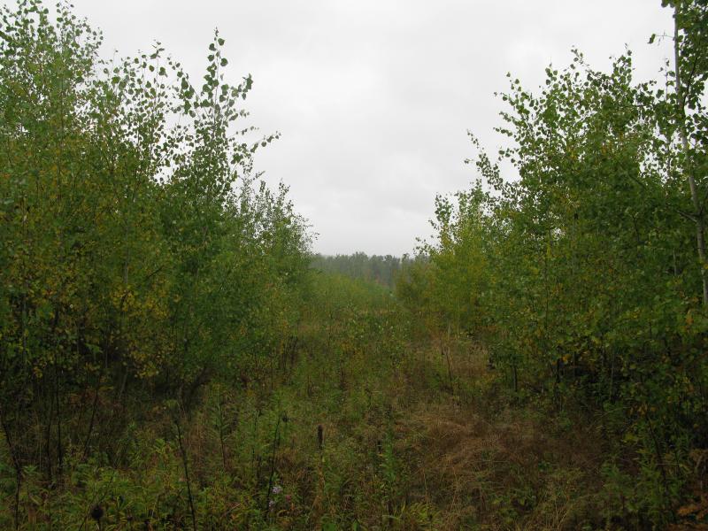 Thick brush and overgrown trails left from logging