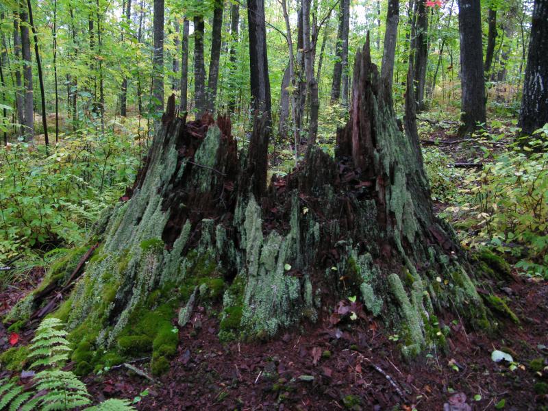 Mossy stump in the damp woods