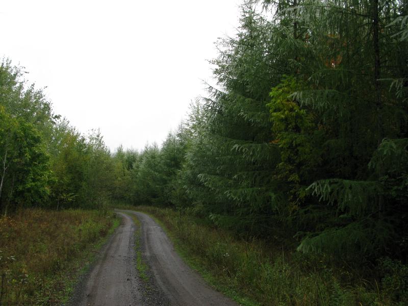 Well-maintained road surrounded by misty trees