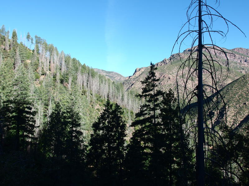 Looking back at the burn line