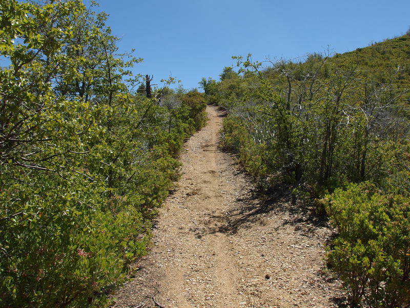 Luxuriously clear trail