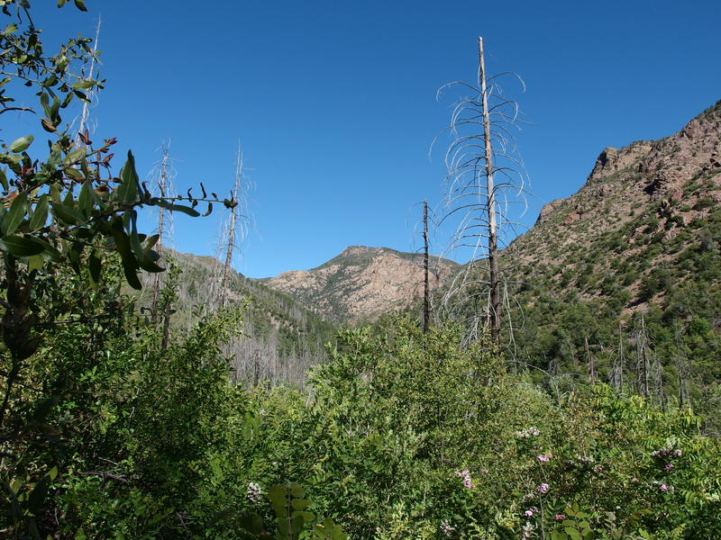 Mount Peeley above the creek