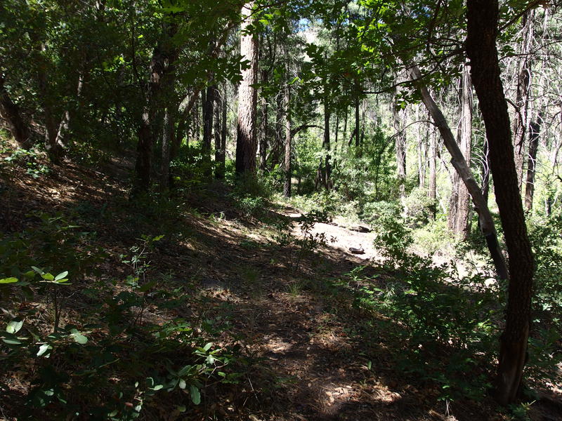 Pleasant section of trail near Maple Draw