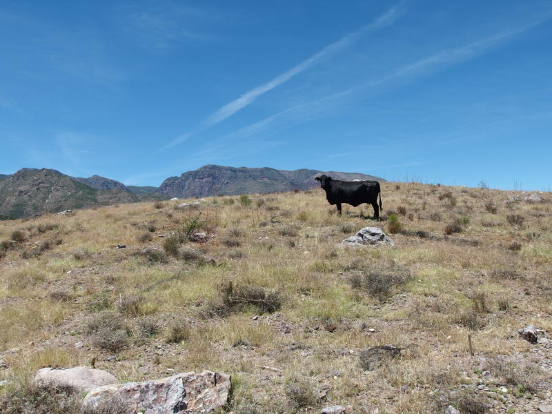 Queen of the Mazatzal Mountains