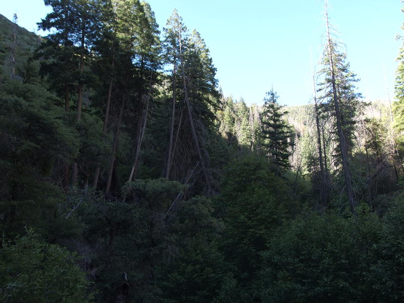 A rare stand of pines along the creek