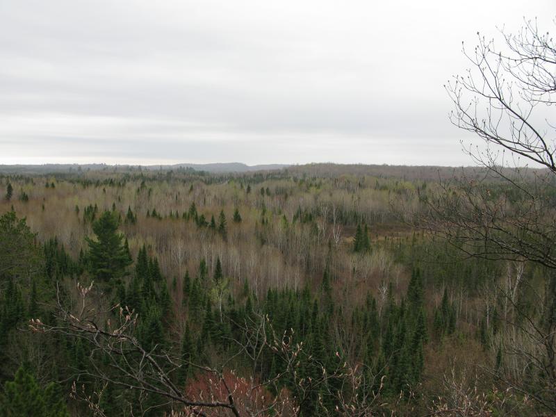 Bare springtime trees below