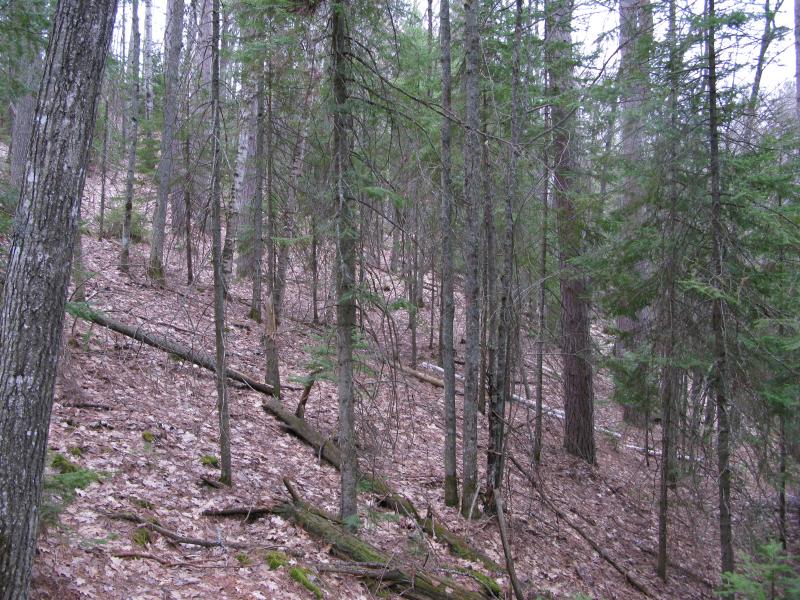 Steeply sloped pine forest