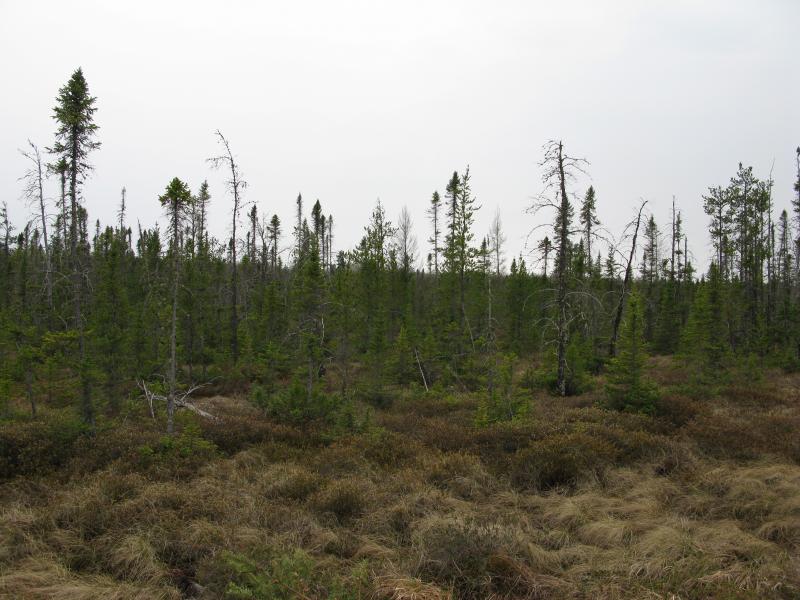 Half-dead trees in a swamp