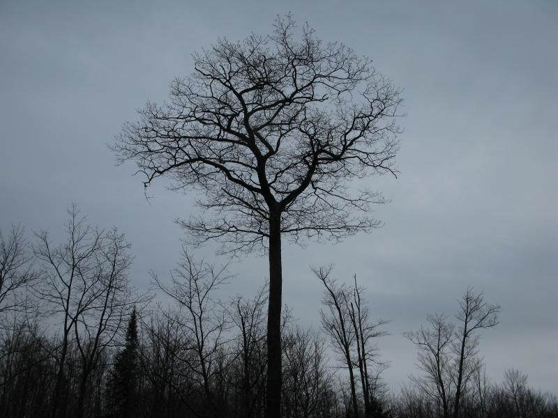 Tall bare tree against the grey sky