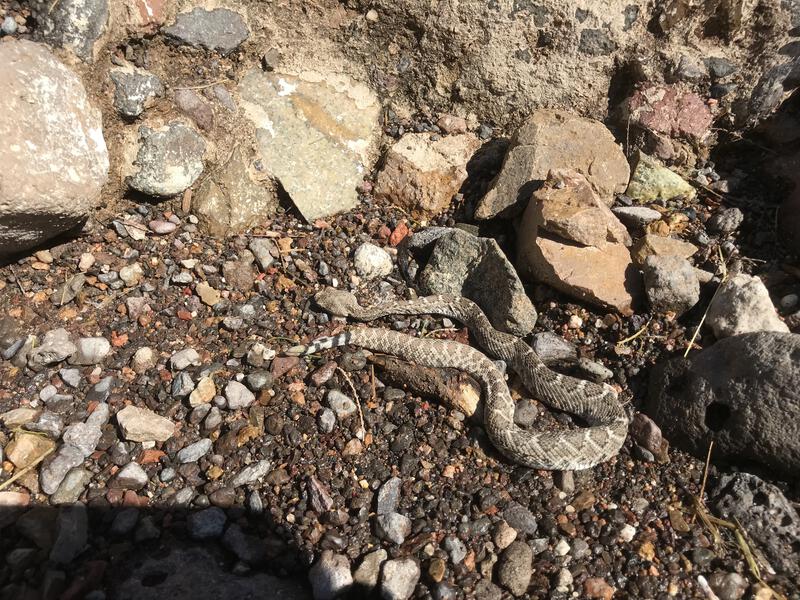 A tiny, lethargic snake along the trail