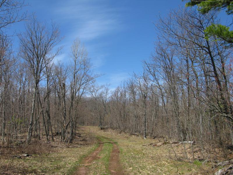 Two track and barren trees near the top of East Bluff