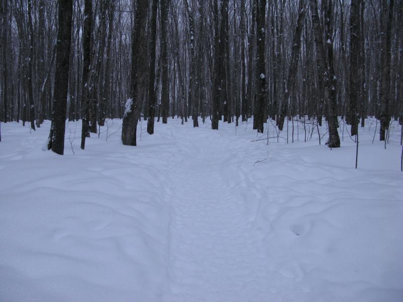 Deep, trod trail through the woods