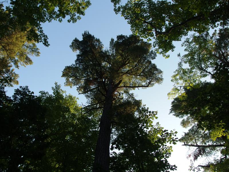 Pine towering against the sky
