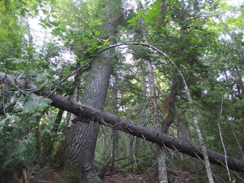 Huge leaning pine