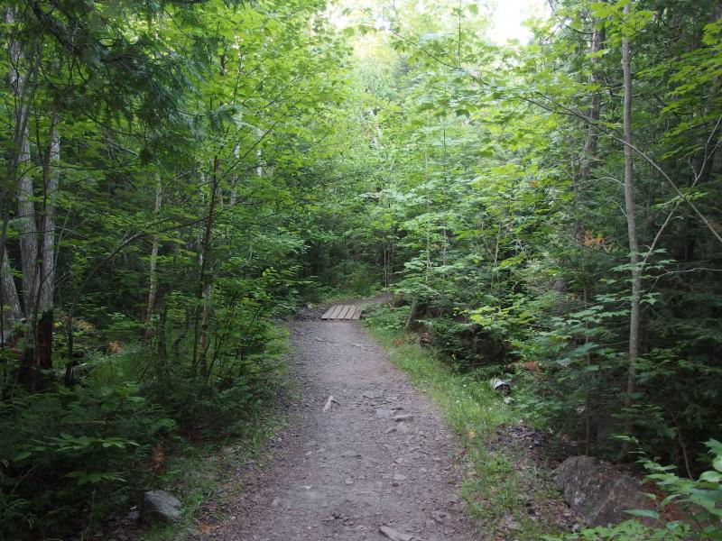 The start of the trail through the pines