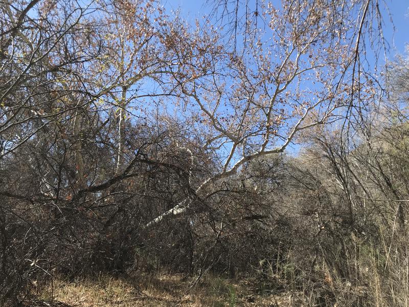 Thick vegetation and big trees near Sheep Creek