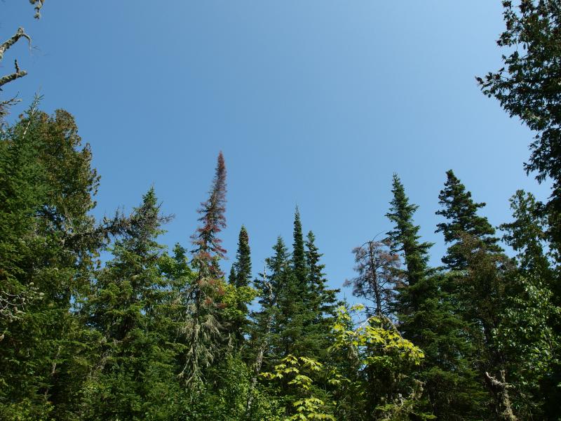 Scraggly pines reaching up