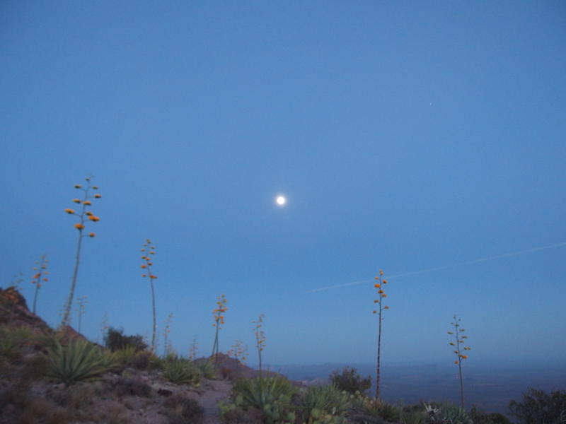 The full moon over agaves