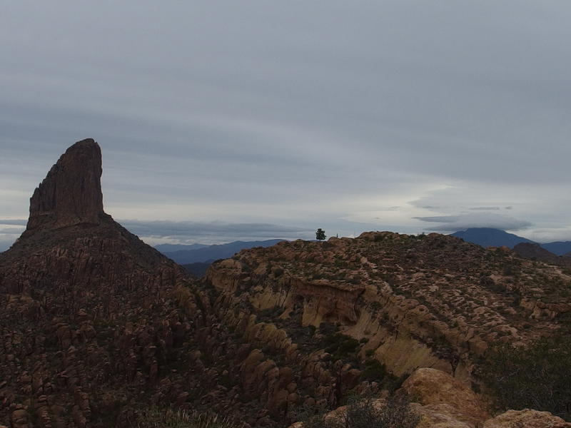 Weaver's Needle, a lonely pine, and the shrouded Four Peaks