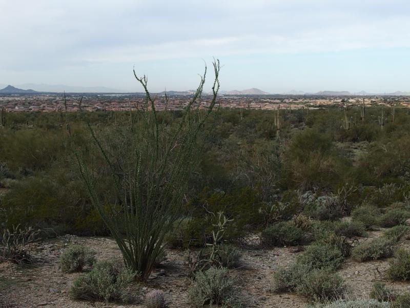 Northern Scottsdale beyond the Ocotillo