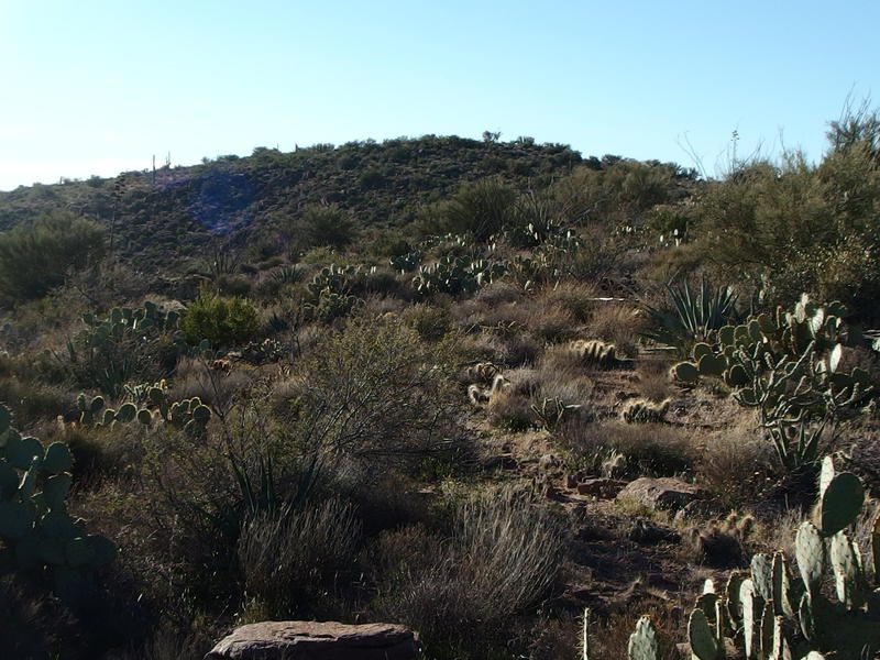 Cactus and brush covering up the route